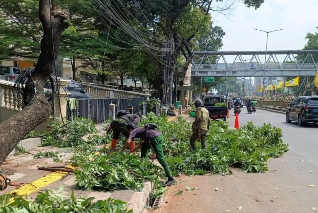 Antisipasi Musim Hujan, Sudin Tamhut Jaksel Gencarkan Penopingan Pohon Rawan Tumbang