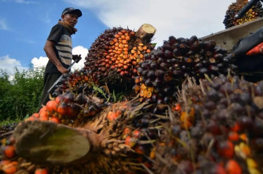 Harga TBS Sawit di Riau Turun Tipis, Kernel Jadi Penyebab Utama
