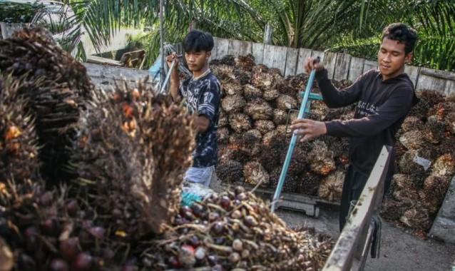 Ekonom Dorong Indonesia Tawar Tarif 0 Persen Sawit ke AS, Soroti Pentingnya Negosiasi Produk Ekspor Unggulan