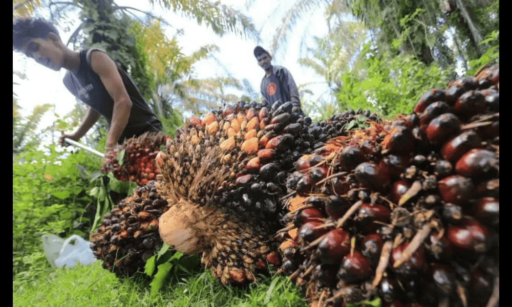 SPKS Desak Perbaikan Sistem Penjualan Kredit RSPO agar Petani Sawit Mandiri Bisa Nikmati Manfaat Ekonomi