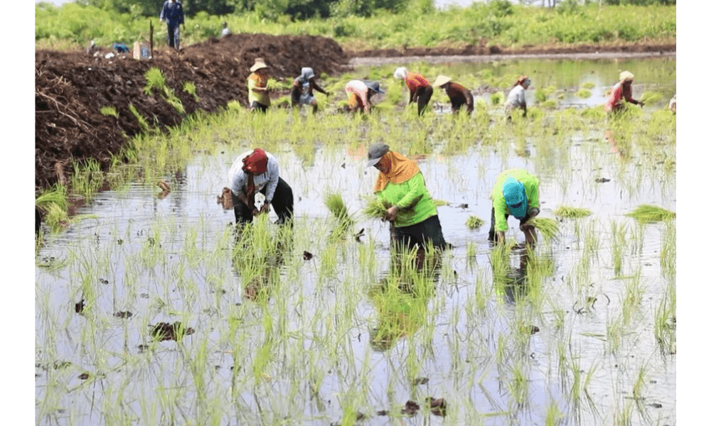 Kementerian Pertanian Manfaatkan Musim Hujan untuk Perluas Tanam dan Jaga Pasokan Pangan Nasional