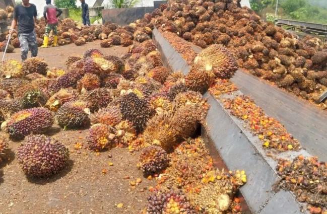 Harga Referensi CPO Naik Tipis di November 2025, Dipicu Rencana B50 dan Kenaikan Harga Minyak Nabati Global