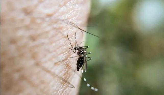 Nyamuk Tropis Ditemukan di Korea Selatan, Diduga Akibat Perubahan Iklim yang Meningkat