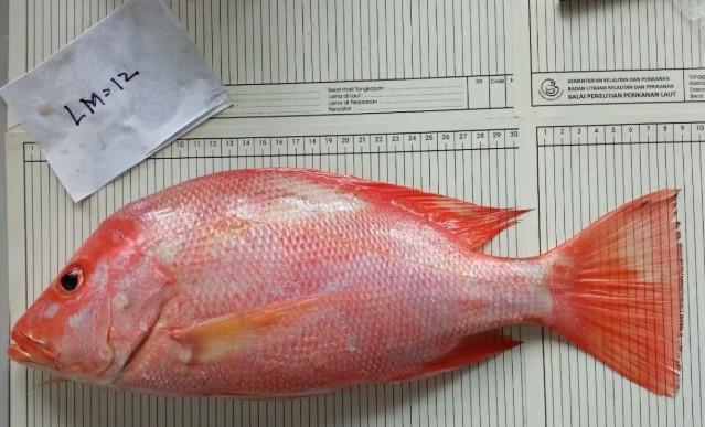 Peneliti Indonesia Ungkap Peta Genetik Kakap di Selat Makassar untuk Dukung Ekonomi Biru