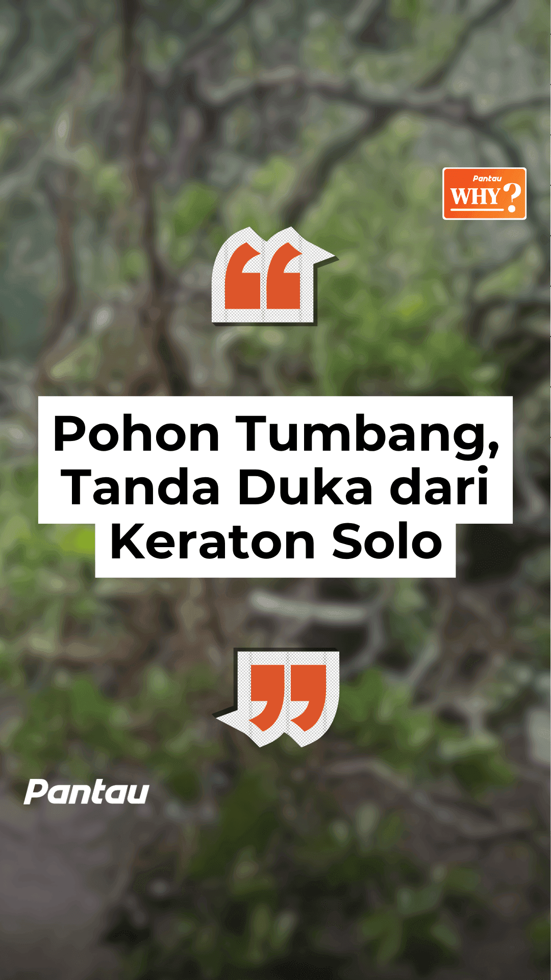 POHON TUMBANG TANDA DUKA DARI KERATON SOLO