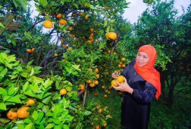 Khofifah Dorong Desa Kayu Kebek Jadi Wisata Agrikultur, Jeruk Siam Madu Disebut Punya Potensi Nasional