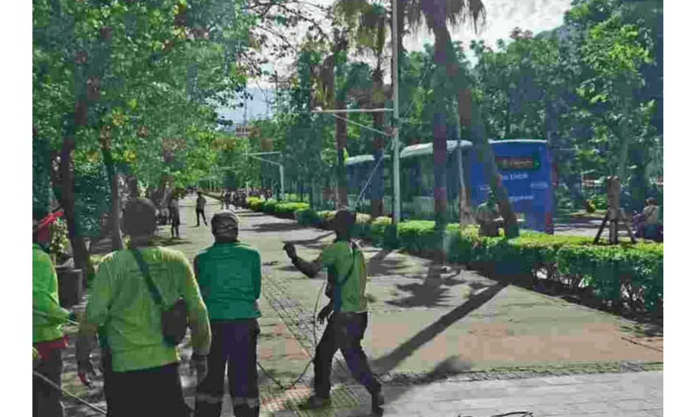 Pemprov DKI Jakarta Lakukan Peremajaan Pohon Rawan Tumbang Jelang Cuaca Ekstrem