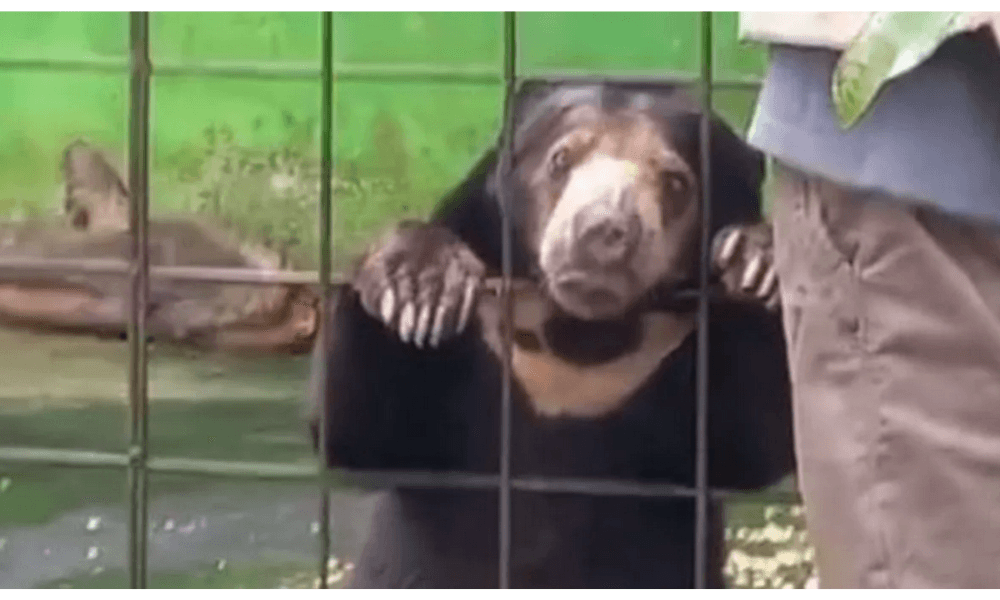 112 Satwa Langka Direhabilitasi di Bangka, PPS Alobi dan PT Timah Fokus Pulihkan Insting Liar Satwa