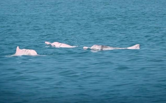 Huawei Gunakan AI untuk Lindungi Lumba-Lumba Putih Tiongkok di Teluk Xiamen