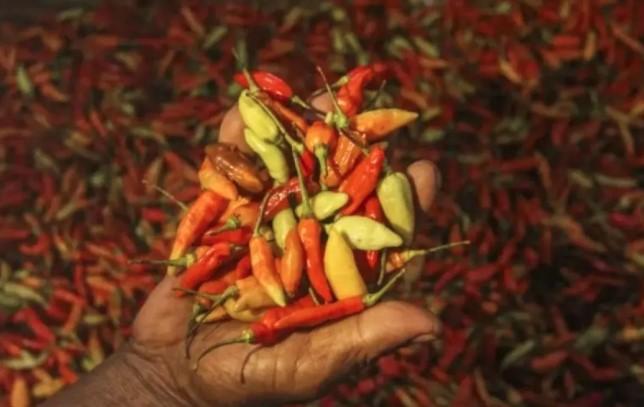 Harga Pangan Nasional: Cabai Rawit Merah Tembus Rp61.750 per Kg