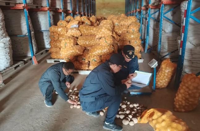 Varietas Kentang Baru Asal Gansu Siap Masuki Pasar Indonesia, Dorong Pertumbuhan Perdagangan Pertanian Bilateral