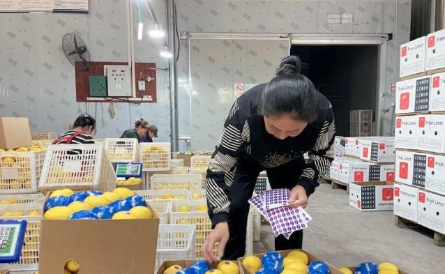 Perdagangan Agri-Pangan China-ASEAN Tembus 51,3 Miliar Dolar AS dalam 10 Bulan Pertama 2025