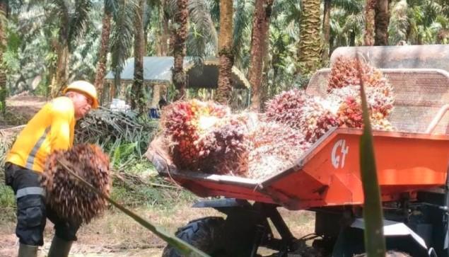 EUDR Dinilai Sebagai Peluang, Indonesia Diminta Ambil Peran Strategis dalam Diplomasi Sawit Global