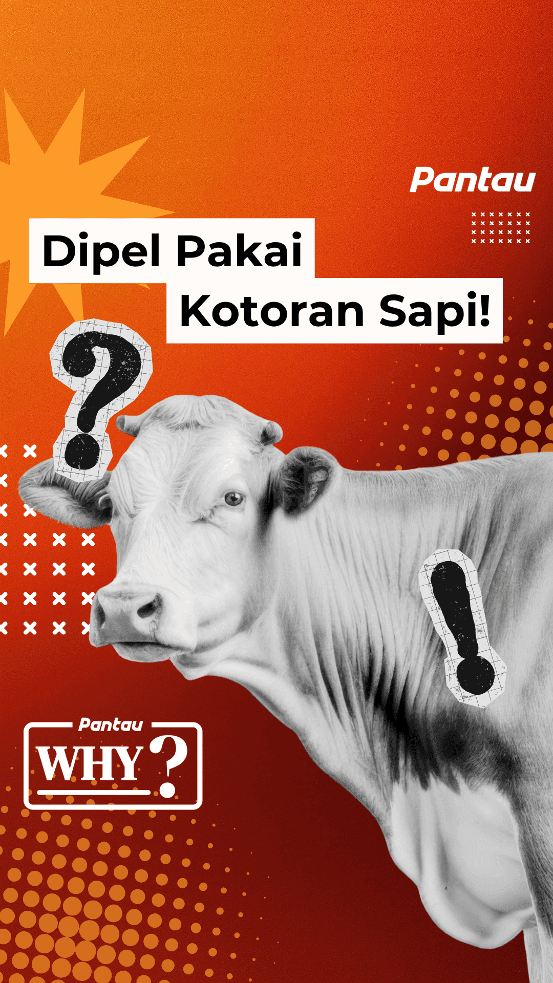 DIPEL PAKAI KOTORAN SAPI