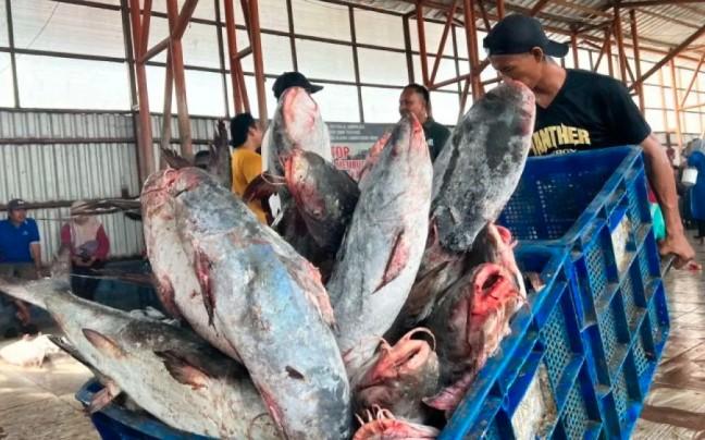 KKP Perkuat Kajian Stok Ikan untuk Tata Kelola Perikanan Berkelanjutan