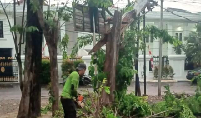 Tiga Pohon Tumbang Dievakuasi Pasca Hujan Deras di Jakarta Timur