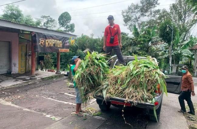 Pemerintah Kabupaten Lumajang Siapkan Bantuan Pakan Ternak untuk Pemulihan Pasca Erupsi Gunung Semeru
