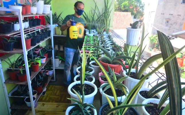 Lima Tanaman Hias untuk Ruangan Redup yang Mampu Menyegarkan dan Membersihkan Udara