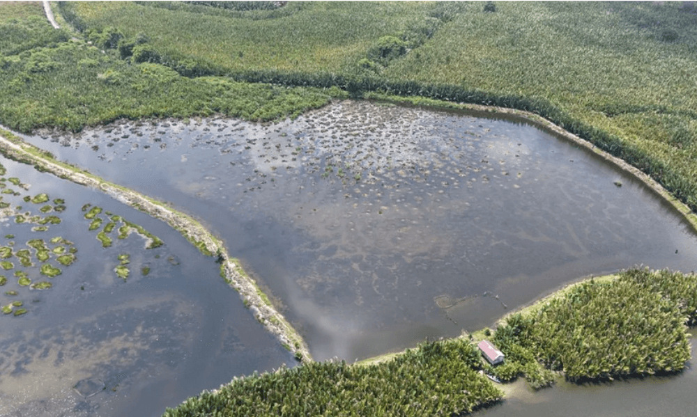 Kemenhut Dorong Desa Mandiri Peduli Mangrove Lewat Penyusunan Peraturan Desa