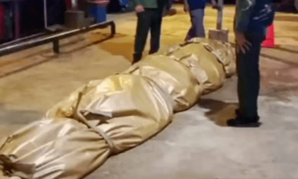 DPKP Inhil Riau Kirim Bangkai Buaya Raksasa ke Jakarta untuk Diawetkan, Isi Perutnya Mengejutkan