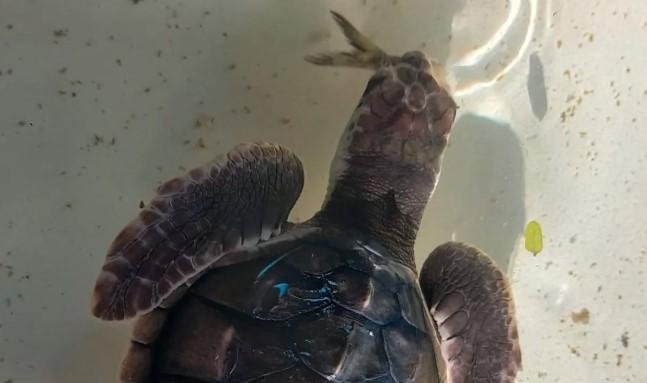 Masnun dan Upaya Konservasi Penyu di Lombok Barat