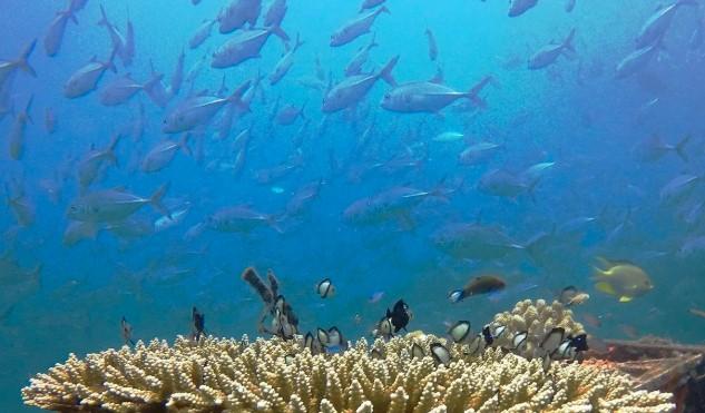 Indonesia Tegaskan Komitmen Perkuat Aksi Iklim Berbasis Laut di COP 30 Belém