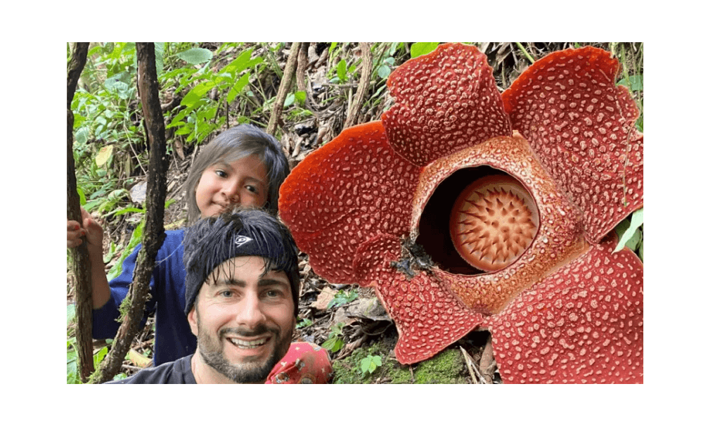 Dua Bunga Rafflesia Arnoldii Mekar di Rejang Lebong, Potensi Wisata Langka yang Perlu Dilestarikan