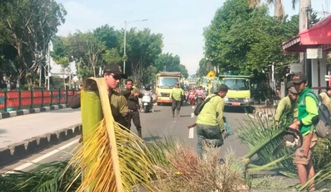 Peremajaan Pohon di Pulo Gebang: Jakarta Timur Gantikan Palem Raja dengan Pohon Tabebuya