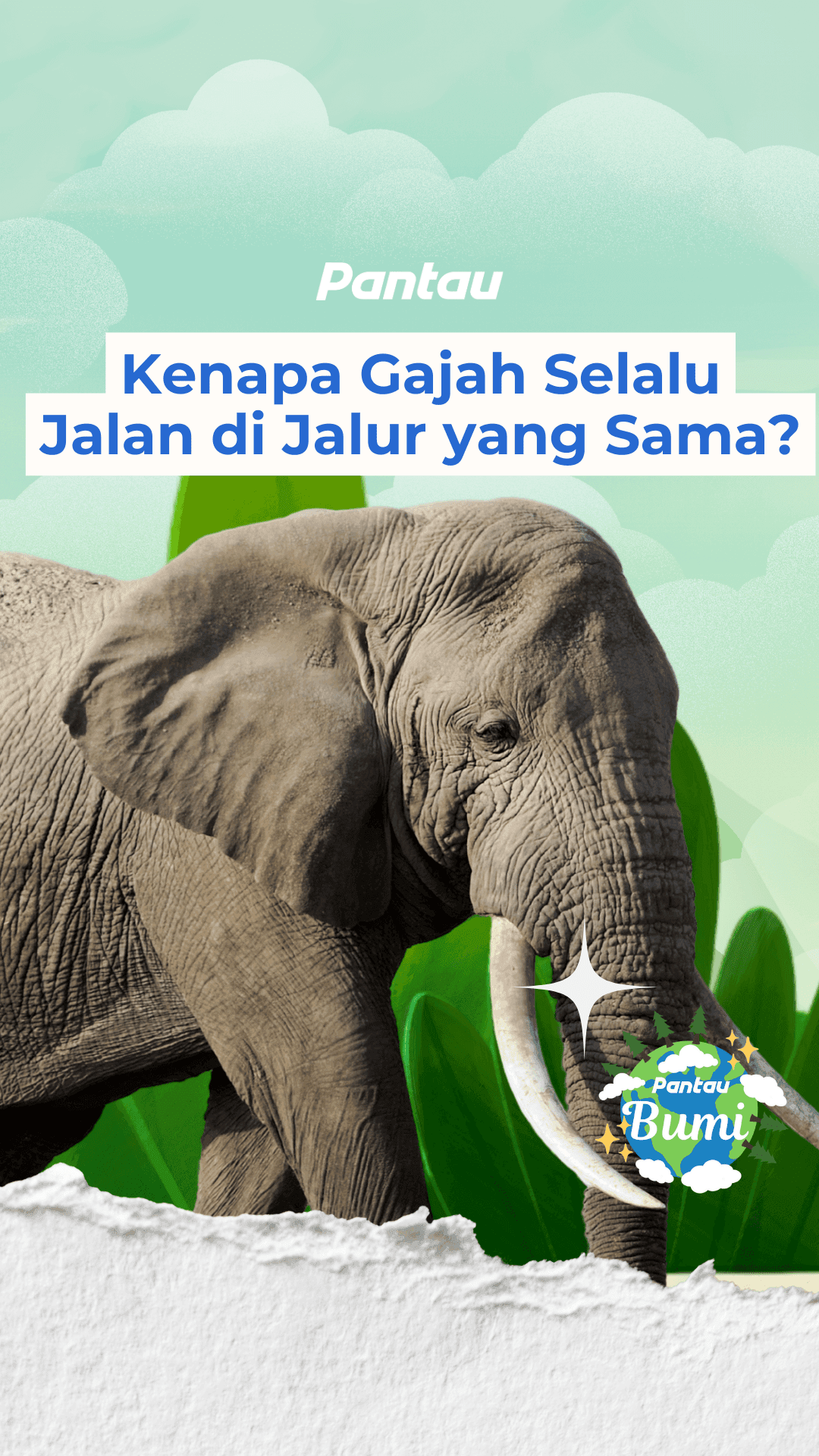 KENAPA GAJAH SELALU JALAN DI JALUR YANG SAMA?