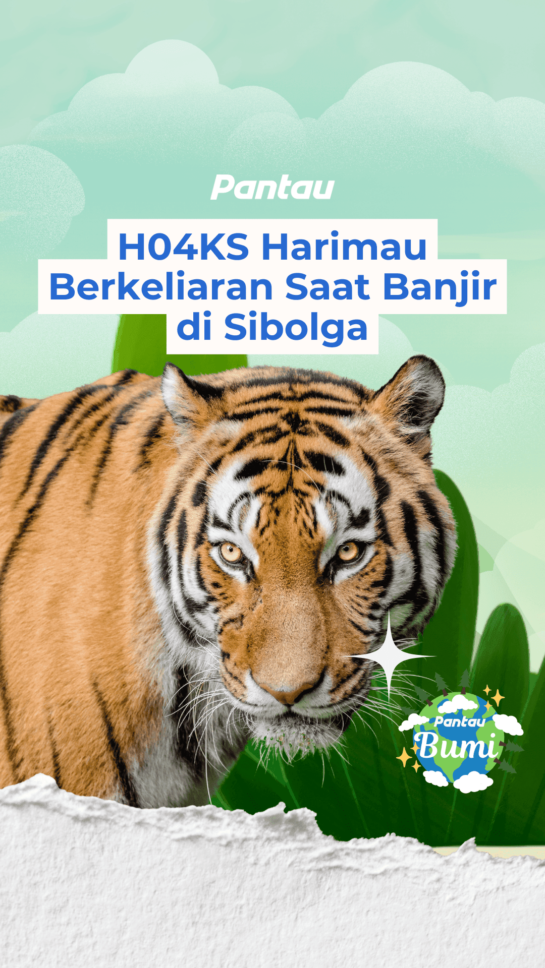 HOAKS HARIMAU BERKELIARAN SAAT BANJIR DI SIBOLGA