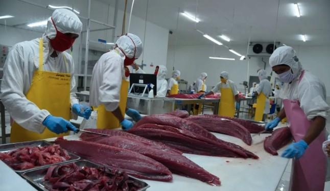 Morotai di Persimpangan: Antara Pusat Hilirisasi Tuna Nusantara atau Sekadar Slogan Pembangunan