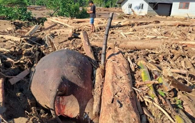 Gajah Sumatera Ditemukan Mati Terseret Banjir Bandang di Pidie Jaya, Warga dan Pemda Soroti Kerusakan Hutan