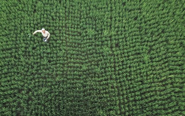 Antrean Panjang Petani di NTB Ungkap Tantangan dan Transformasi Tata Kelola Pupuk Nasional