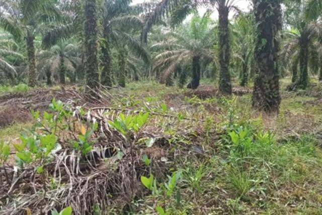 Situs Kota Kapur Bangka Terancam Hilang Akibat Penambangan dan Perkebunan Sawit