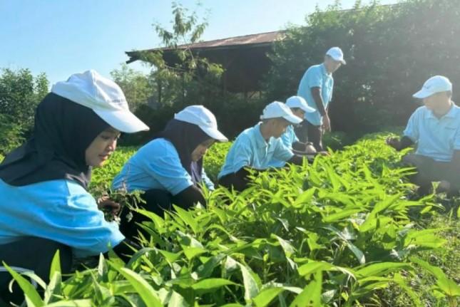 Jumlah Petani Wiraswasta di Jepang Anjlok ke Titik Terendah, Sektor Pertanian Hadapi Kontraksi Terbesar dalam Sejarah