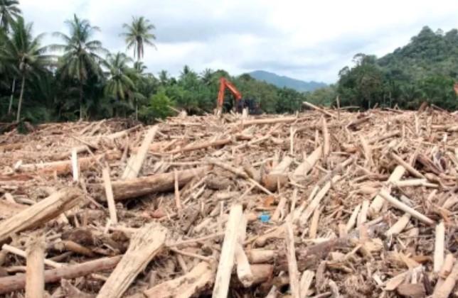 Guru Besar IPB Ungkap Kayu Gelondongan di Lokasi Banjir Sumatera Indikasikan Aktivitas Manusia