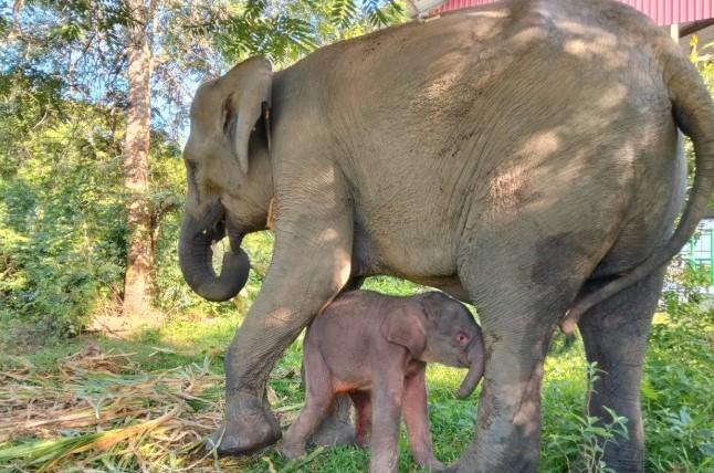 Anak Gajah Sumatera Lahir di Way Kambas, Jadi Harapan Baru Pelestarian Satwa Langka