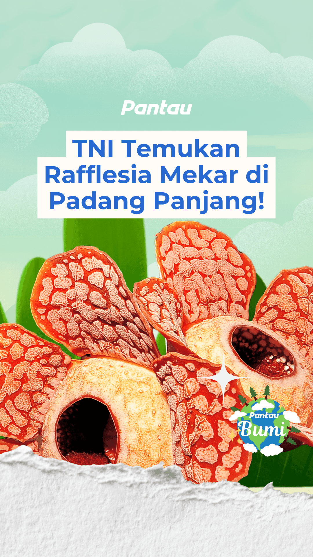 TNI TEMUKAN RAFLESIA MEKAR DI PADANG PANJANG!