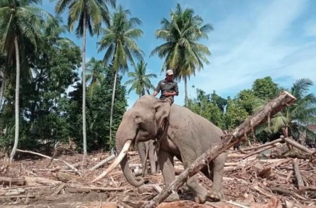 Kemenhut Pastikan Pelibatan Empat Gajah di Pidie Jaya Utamakan Kesejahteraan Satwa