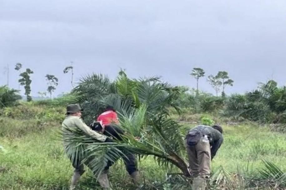 TN Berbak dan Sembilang Musnahkan Hampir 100 Hektare Sawit Ilegal demi Selamatkan Rawa Gambut