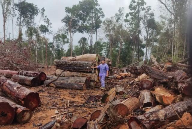 Kemenhut Selidiki Indikasi Pencucian Kayu Ilegal di Batang Toru, Sumatera Utara