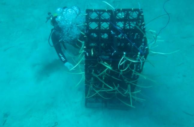 Inovasi "Pacarita" Sulsel Raih Penghargaan Nasional, Libatkan Pemuda Jaga Laut dari Bom dan Bius Ikan