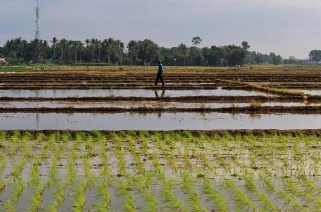 Harga Pupuk Subsidi Turun 20 Persen, Petani Lampung Hemat Jutaan Rupiah per Tahun