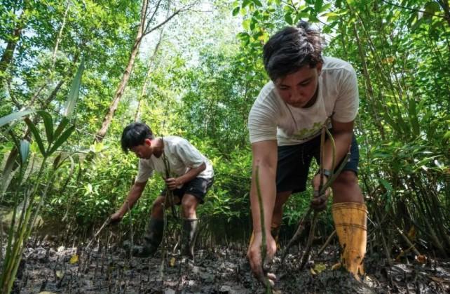 Program MESTI Chevron Dorong Produktivitas Tambak Udang dan Pulihkan Mangrove di Berau