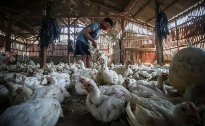 Kementan Tegaskan Harga Pakan Terkendali di Tengah Pemantauan Harian dan Stabilisasi Jagung