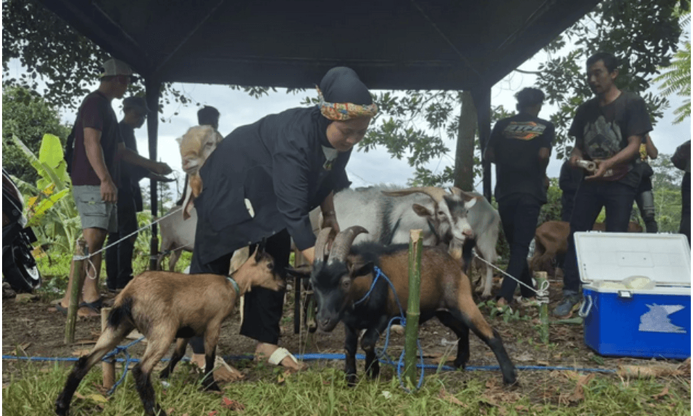Riuh Arena Ketangkasan Domba di Sumedang, Harapan Baru dari Peternakan Rakyat