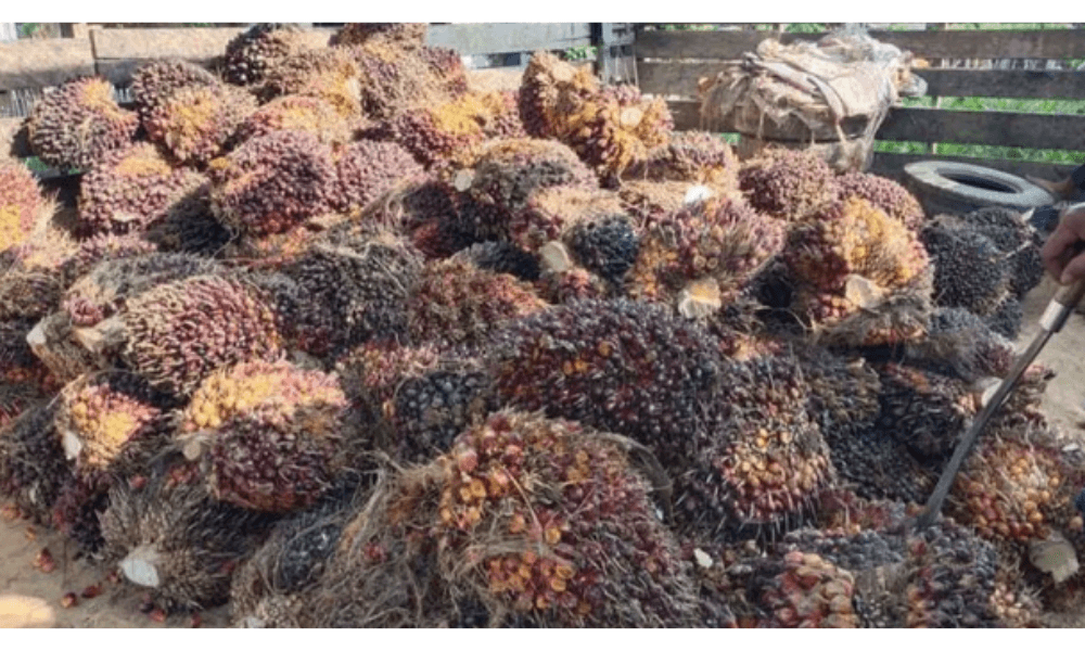 Banjir di Aceh Timur Rusak Lebih dari 5.000 Hektare Lahan Perkebunan, Peremajaan Sawit Rakyat Paling Terdampak