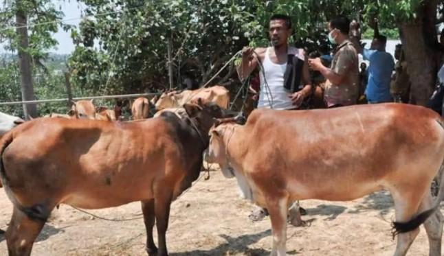 Banjir Rendam Aceh Timur, Sebanyak 17.871 Ekor Ternak Dilaporkan Mati