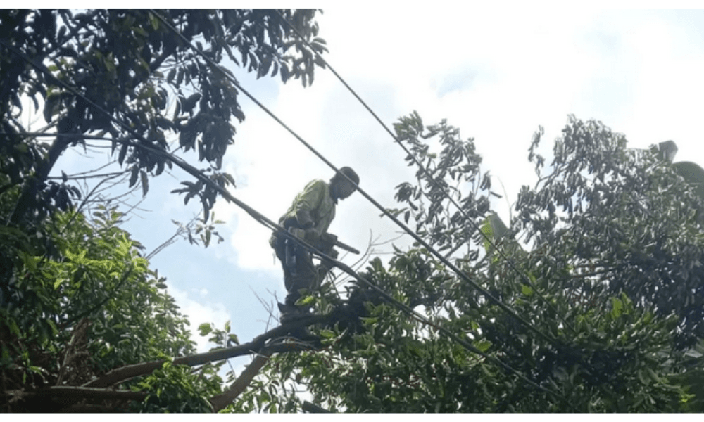 Dua Pohon Tumbang di Jakarta Timur, Satu Timpa Bus Tanpa Timbulkan Korban