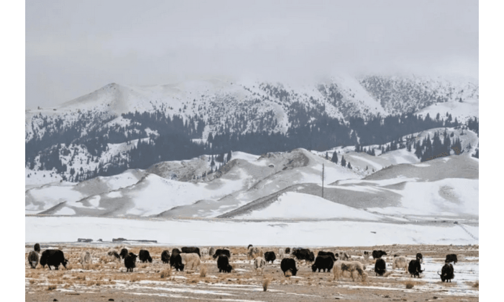 Ilmuwan China dan Korea Selatan Ungkap Asal-Usul Evolusi Sapi Domestik Asia Timur